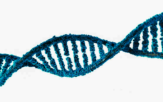 Kyselina orotová - účinky, význam, Zinek, Zinkorot